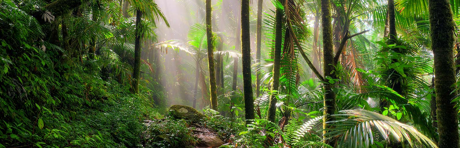 Puerto Rico El Yunque Rainforest