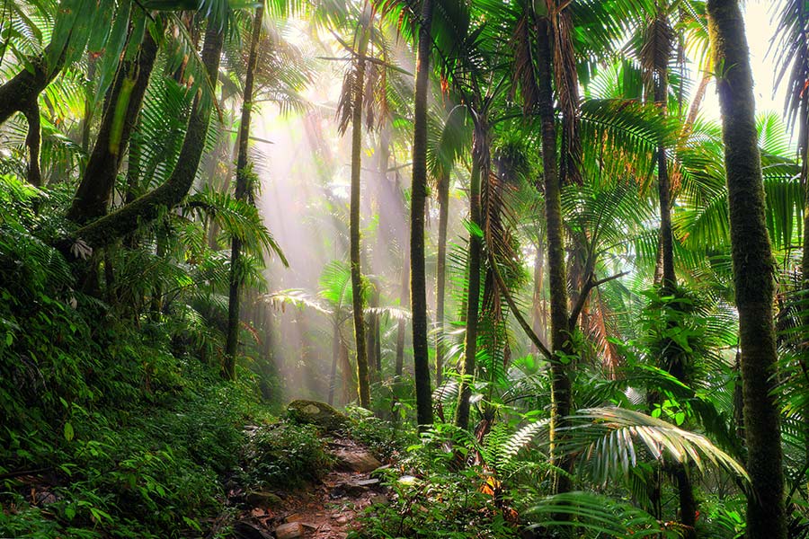 El Yunque Rain Forest Tour